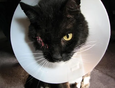 Cat with stitches Stock Photos