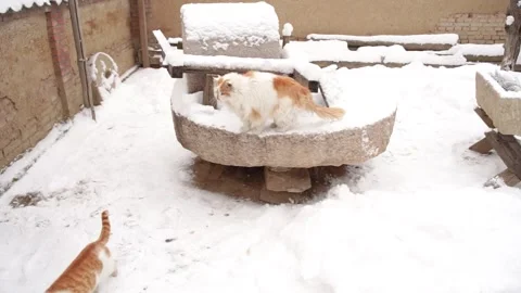 Cat stone mill in winter snowy yard Video stock 170921536