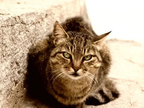 Cat at the stone stair Foto stock
