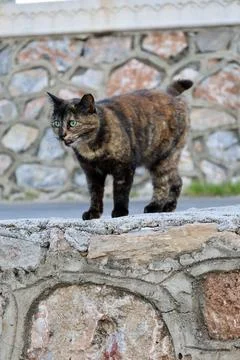 Cat stone wall Stock Photos