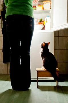 Cat stool and fridge 写真素材