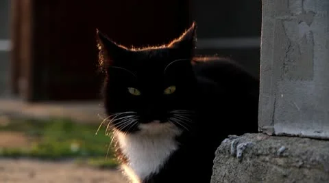 Cat on the street Stock Footage 10772136