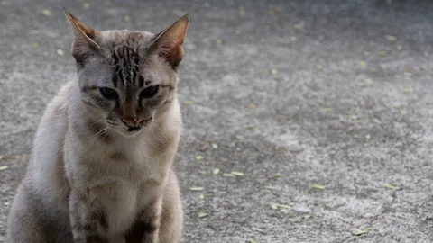 Cat on the street Stock Footage 127998926