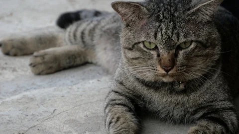 Cat on the street. Stock Footage 129136256