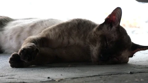 Cat on the street. Stock Footage 129731876