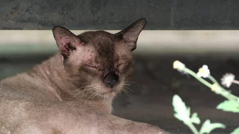 Cat on the street. Stock Footage 129731892