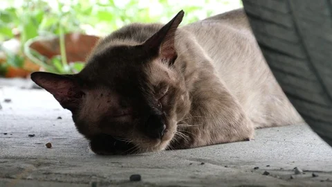 Cat on the street. Stock Footage 129731932