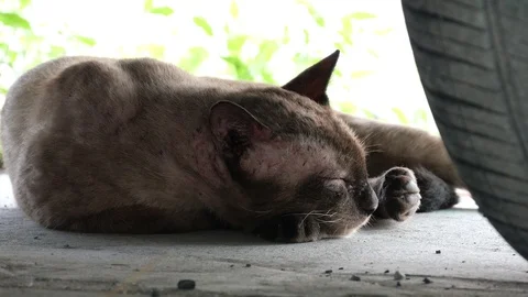 Cat on the street. Stock Footage 129731945