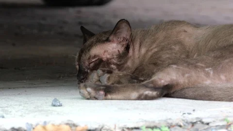 Cat on the street. Stock Footage 129731993