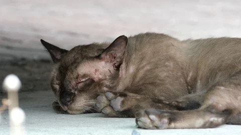 Cat on the street. Stock Footage 129732021