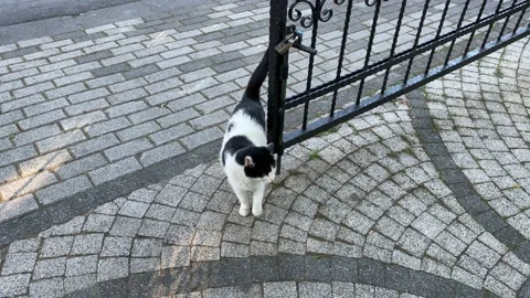 Cat on street Stock Footage 134061781