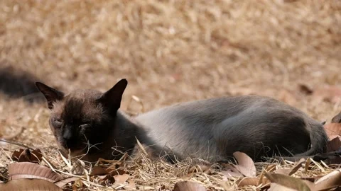 Cat on the street. Stock Footage 146691233