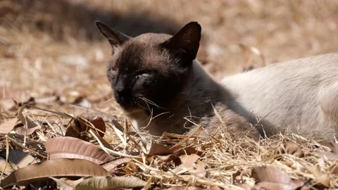Cat on the street. Stock Footage 146691274
