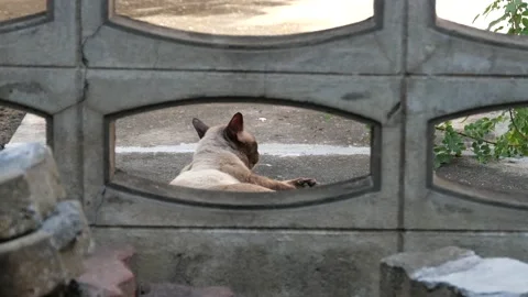 Cat on the street. Stock Footage 146691323