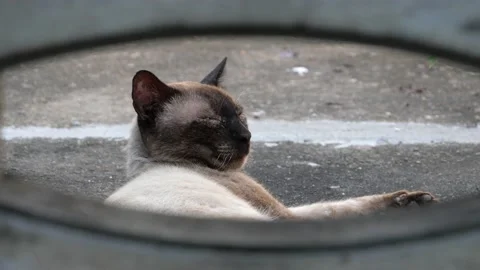 Cat on the street. Stock Footage 146691328