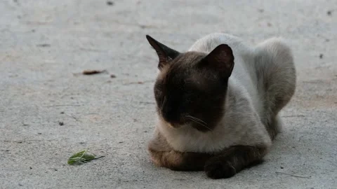 Cat on the street. Stock Footage 149048611
