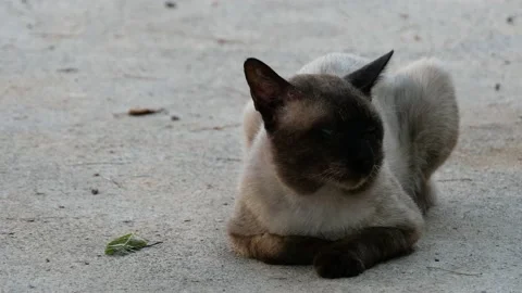Cat on the street. Stock Footage 149048678
