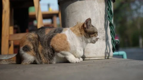 Cat on the street Stock Footage 234308001