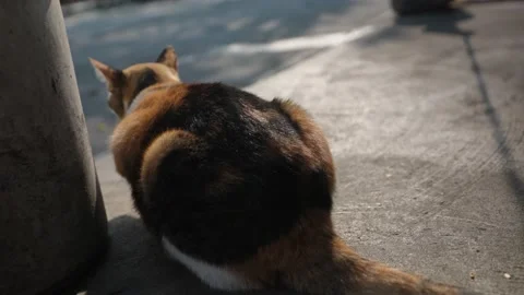 Cat on the street Video stock 234308022