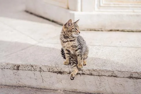 Cat on the street of Kotor, the city with the cats in Montenegro Stock Photos