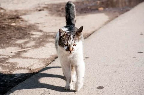 Cat on street Stock Photos