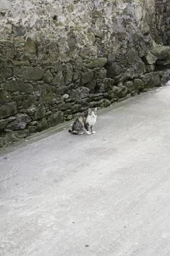 Cat on street Stock Photos