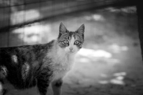 Cat on the street Stock Photos