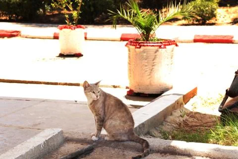 A cat on the street .😉 Stock Photos