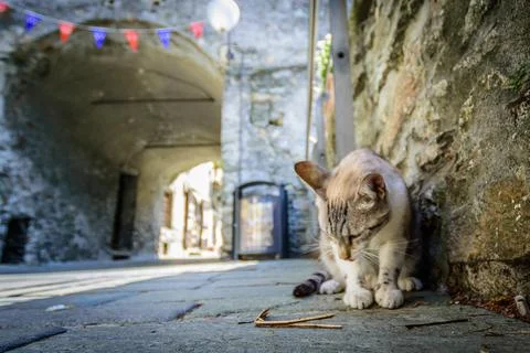 Cat on the street Stock Photos