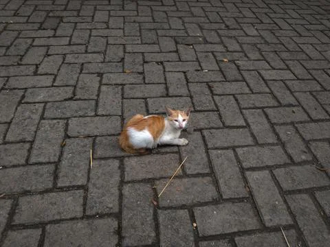 A cat in the street Stock Photos