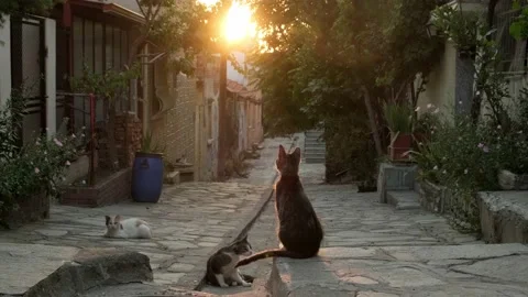 Cat on the street at sunset. Stock Footage 200010542