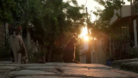 Cat on the street at sunset. Stock Footage 200011381