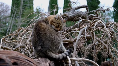 Cat street washes up close-up Video stock 169290400