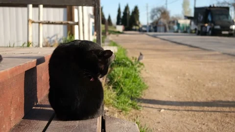 Cat street washes up close-up. Stock Footage 198813879