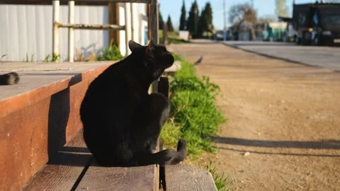 Cat street washes up close-up Stock Footage 198814096