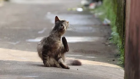 Cat on the streets HD Stock Footage 205113735