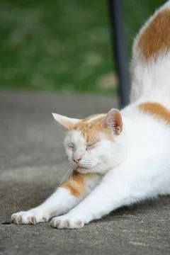 Cat stretch Stock Photos