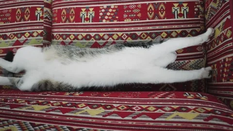 Cat stretched out sleeping on patterned furniture with vibrant textile design Video stock 305237681