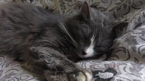 Cat stretches in a dream Stock-Footage 36524136