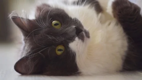 Cat stretches on the floor Stock Footage 131373423