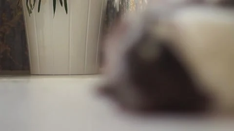 Cat stretches on the floor Stock Footage 131373425