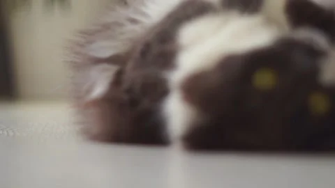 Cat stretches on the floor Stock Footage 131373445