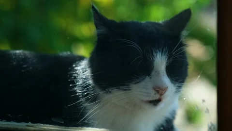 A cat stretches next to a window Видео 261157214