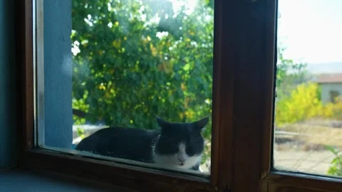 A cat stretches next to a window Vidéo 261158901
