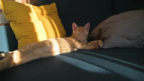 A cat stretches out on a sofa as sunlight casts warm light across the fabric. Stockbeeldmateriaal 344674315
