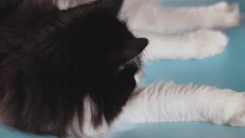 Cat stretches while lying on a blue background Stock Footage 232633471