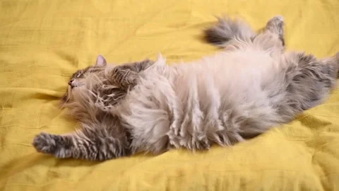 Cat stretches on a yellow bedspread, changing positions while lying flat. Stockbeeldmateriaal 337101111