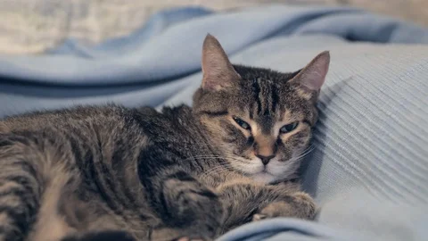 Cat stretching and napping on a sofa Stock Footage 90786853