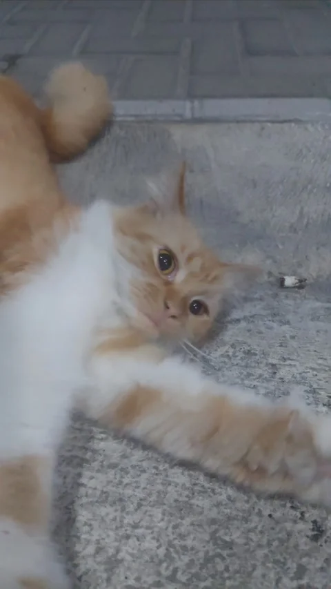 Cat Stretching on the Ground Stock Footage 283259009