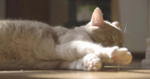 Cat stretching lying in a sun beam Stock Footage 151474480